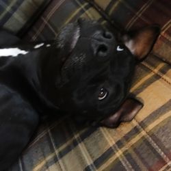 Close-up of dog relaxing at home