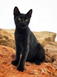 Black cat sitting on rock