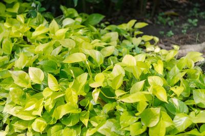 Close-up of green plants