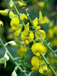 Close-up of yellow flowering plant