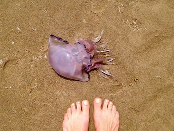 Dead crab on beach