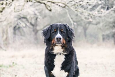 Close-up portrait of black dog