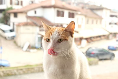 Cat sitting on street in city