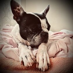 Close-up of a dog sleeping at home