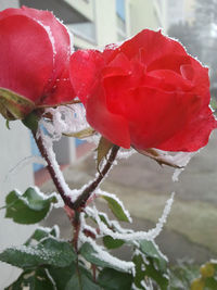 Close-up of red rose