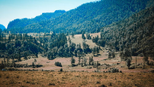 Panoramic shot of pine trees on field against sky