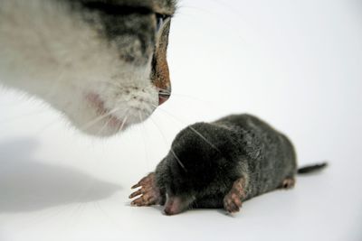 Close-up of cat with dead rat on white background