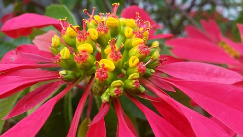 Close-up of pink flowers