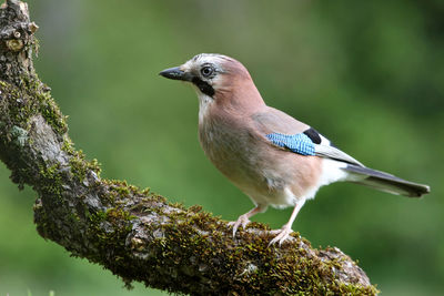 Close-up of bird perching on branch