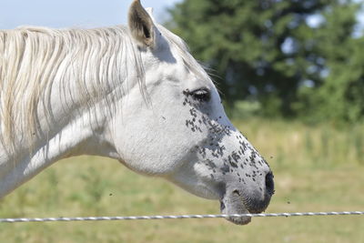 Side view of white horse in field