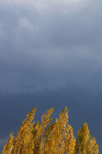 Low angle view of plants against sky