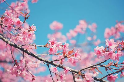 Low angle view of pink flowers blooming against sky