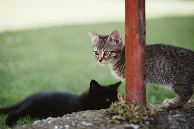 Cat looking away