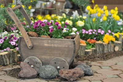 Close-up of potted plants on wood