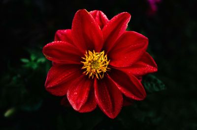 Close-up of red flower blooming outdoors