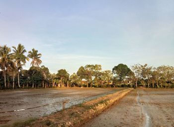 Scenic view of palm trees on field against sky