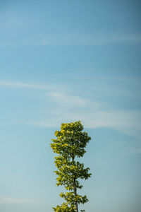 Low angle view of tree against sky