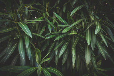 Full frame shot of fresh green plants
