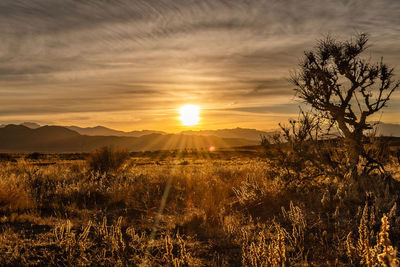 Scenic view of field against sky during sunset