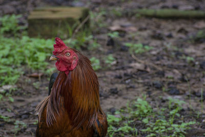 Close-up of rooster on land