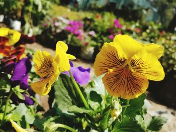 Close-up of yellow flowers