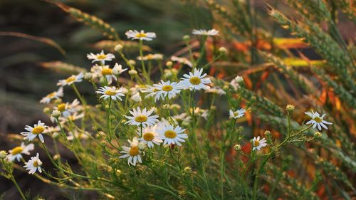 Close-up of white flowering plants on field