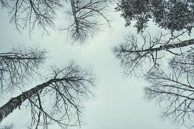 Low angle view of bare trees against sky