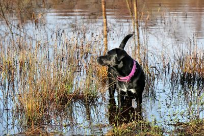 Dog looking at lake