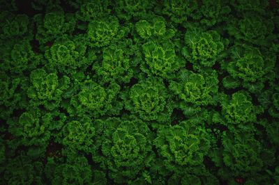 Full frame shot of fresh green plants