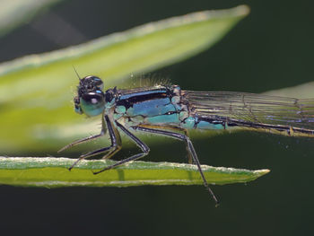 Close-up of insect