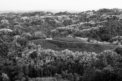 High angle view of trees growing in forest