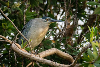Close-up of bird perching on tree