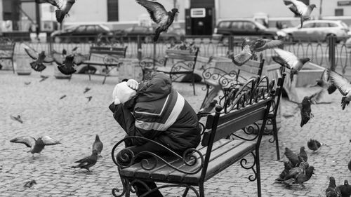 Person sitting on bench surrounded by birds