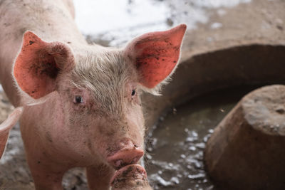 Close-up portrait of pig