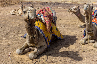 View of animal on land