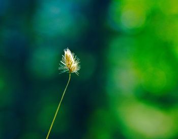 Close-up of flower against blurred background