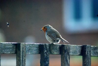 Close-up of bird perching on railing