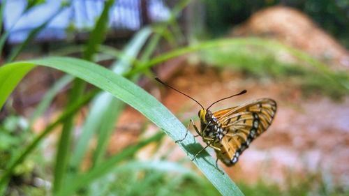 Close-up of butterfly on plant