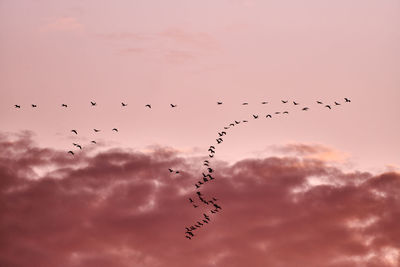 Low angle view of birds flying in sky