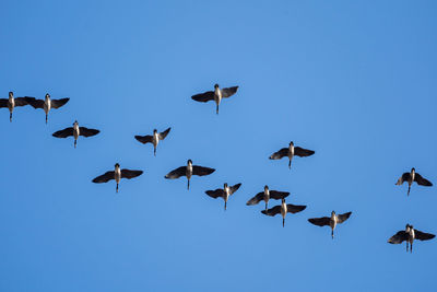 Low angle view of birds flying in sky