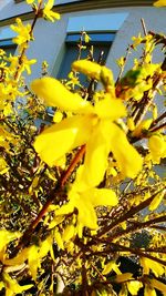 Close-up of yellow flowering plant