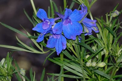 Close-up of purple flowers