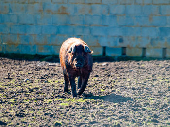 Dog looking away against wall