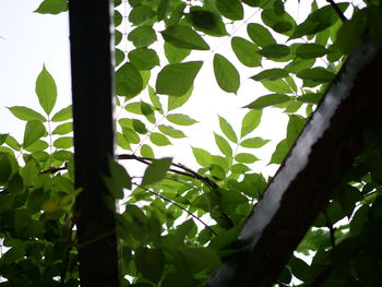 Low angle view of tree against sky