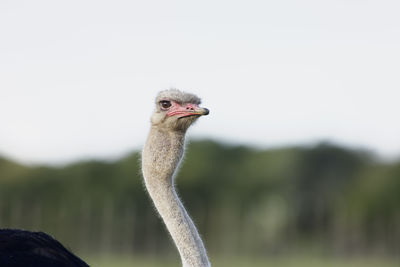 Close-up of ostrich