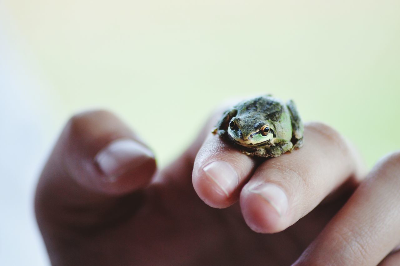 Pacfic chorus tree frog