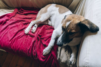 High angle view of dog lying on sofa at home