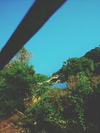 Trees against blue sky