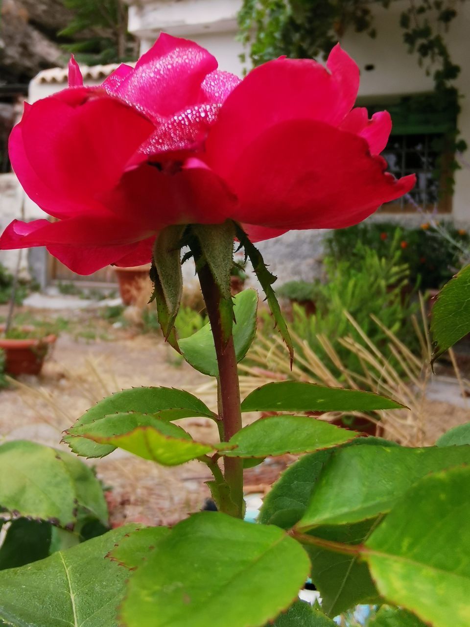 CLOSE-UP OF RED ROSE