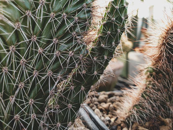 Close-up of cactus plant